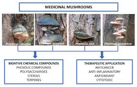 Attēlu rezultāti vaicājumam “Phellinus ferrugineofuscus”
