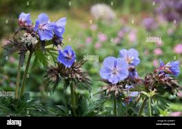 Image result for Geranium `Purple Haze`