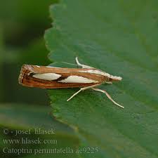 Attēlu rezultāti vaicājumam “Catoptria permutatellus”