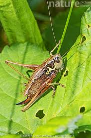 Attēlu rezultāti vaicājumam “Metrioptera roeselii”