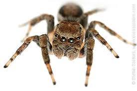 Attēlu rezultāti vaicājumam “Evarcha falcata male”