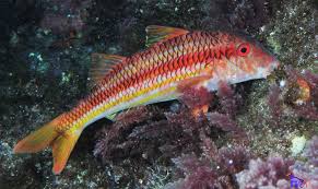 Image result for Mullus surmuletus