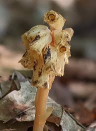 Attēlu rezultāti vaicājumam “Monotropa hypopitys bud”