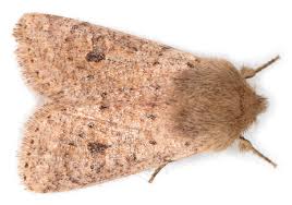 Attēlu rezultāti vaicājumam “Orthosia cruda”