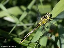 Attēlu rezultāti vaicājumam “Gomphus flavipes”