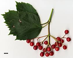 Attēlu rezultāti vaicājumam “Viburnum opulus fruit”