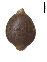 Attēlu rezultāti vaicājumam “Carex dioica fruit”