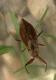 Attēlu rezultāti vaicājumam “Nepa cinerea nymph”