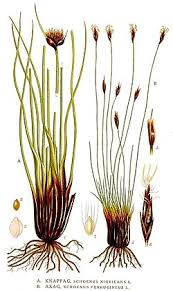 Attēlu rezultāti vaicājumam “Schoenus ferrugineus flower”