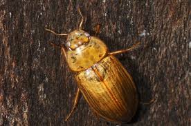 Attēlu rezultāti vaicājumam “Enochrus affinis”