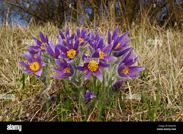 Image result for Kuhschelle