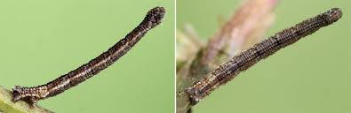 Attēlu rezultāti vaicājumam “Idaea emarginata”