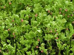 Attēlu rezultāti vaicājumam “Vaccinium myrtillus flower”