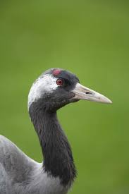 Attēlu rezultāti vaicājumam “Grus grus adult”