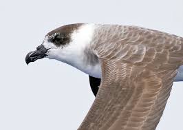 Image result for Pterodroma hasitata