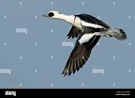 Attēlu rezultāti vaicājumam “Mergus albellus”