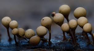 Attēlu rezultāti vaicājumam “Trichia alpina spores”