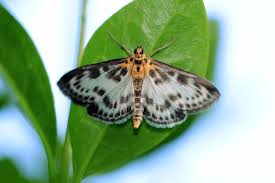 Attēlu rezultāti vaicājumam “Anania hortulata”