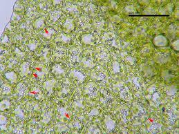 Attēlu rezultāti vaicājumam “Lejeunea cavifolia”