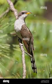 Image result for Coccyzus americanus