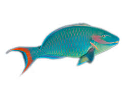 Image result for Sparisoma amplum