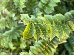 Attēlu rezultāti vaicājumam “Ulmus x hollandica leaf”