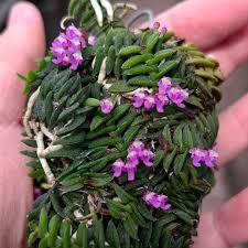 Attēlu rezultāti vaicājumam “Choerades sp.”