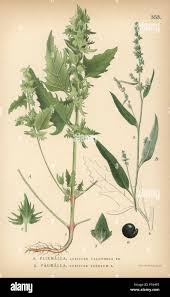 Attēlu rezultāti vaicājumam “Atriplex calotheca”