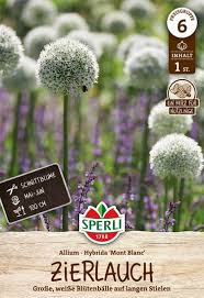 Image result for Zierlauch