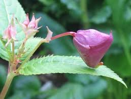 Attēlu rezultāti vaicājumam “Impatiens glandulifera fruit”