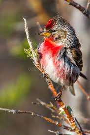 Attēlu rezultāti vaicājumam “Carduelis flammea”