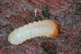 Attēlu rezultāti vaicājumam “Cerambycidae larva”