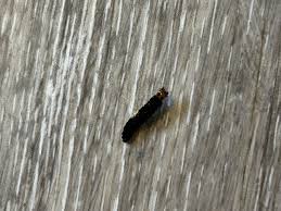 Attēlu rezultāti vaicājumam “Lygistopterus sanguineus larva”