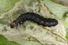 Attēlu rezultāti vaicājumam “Eupsilia transversa”