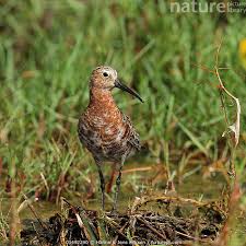 Attēlu rezultāti vaicājumam “Calidris ferruginea”