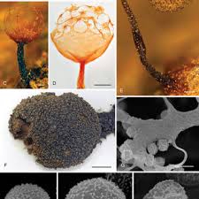 Attēlu rezultāti vaicājumam “Cribraria ferruginea stalked”