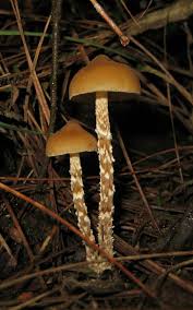 Attēlu rezultāti vaicājumam “Psilocybe sp.”