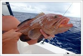 Image result for Mycteroperca venenosa