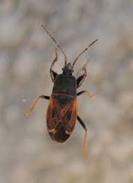 Attēlu rezultāti vaicājumam “Eremocoris plebejus”