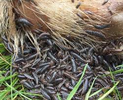 Attēlu rezultāti vaicājumam “Necrodes littoralis”