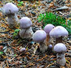 Attēlu rezultāti vaicājumam “Cortinarius traganus”