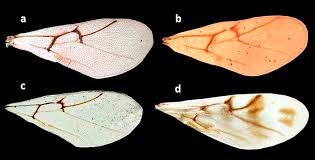 Attēlu rezultāti vaicājumam “Biorhiza pallida”