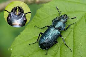 Attēlu rezultāti vaicājumam “Platycerus caraboides”