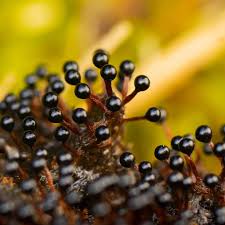 Attēlu rezultāti vaicājumam “Metatrichia floriformis stalked”