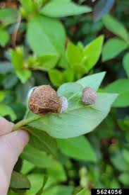 Attēlu rezultāti vaicājumam “Exobasidiales”