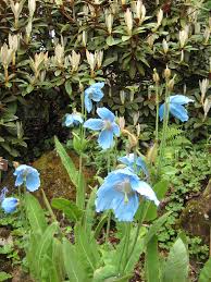 Image result for Scheinmohn blau