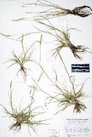 Attēlu rezultāti vaicājumam “Alopecurus aequalis leaf”