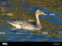 Image result for Anas acuta