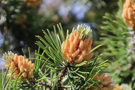 Attēlu rezultāti vaicājumam “Pinus mugo male flower”