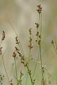 Attēlu rezultāti vaicājumam “Juncus gerardii flower”